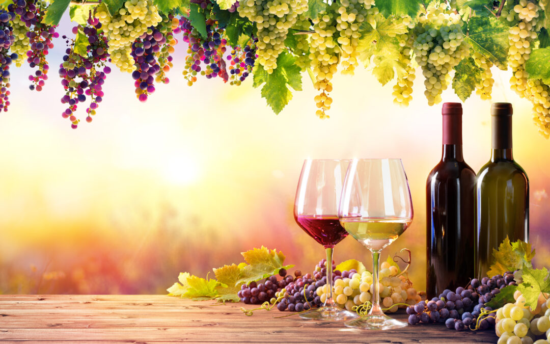 Wine Diversity & How Filtration Can Prevent Contamination in Wine Production