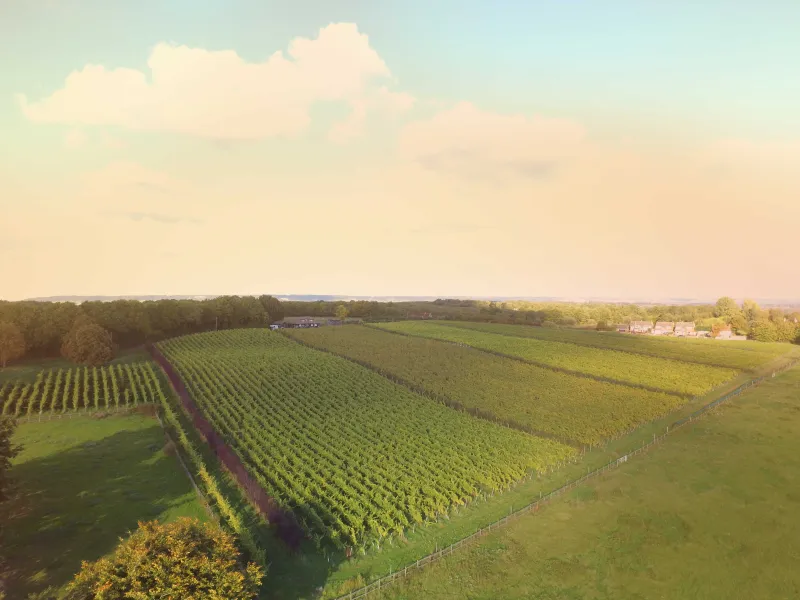 2017 Vineyard Drone Website Main Imagev1