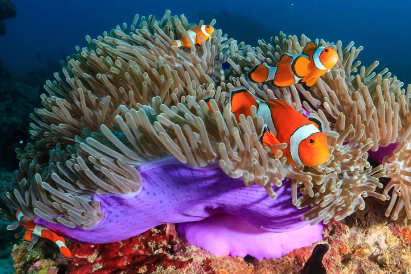 Maidenhead Aquatics Nemo Banner