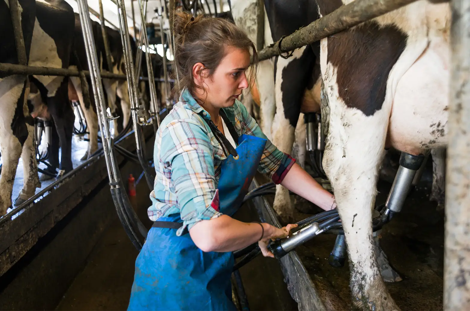 Dairy Production Dairy Production